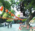 六榕寺现存三株古榕树 将补种三株