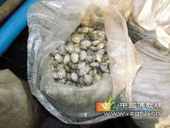 待放生物种2.jpg