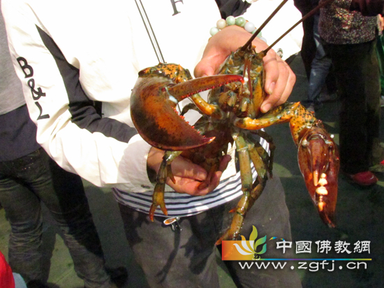 待放生物种3.jpg