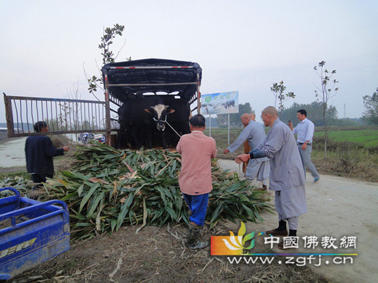 牛牛以为要杀它,不肯下车