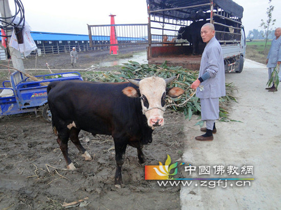 牛牛明白了它是到了安全的地方,看上去放松多了