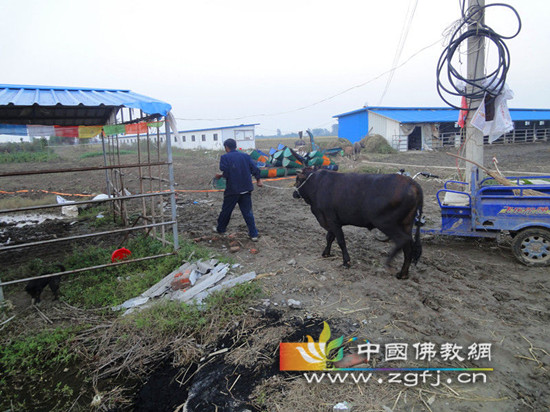 经过师父给它念经,沟通,终于下车了