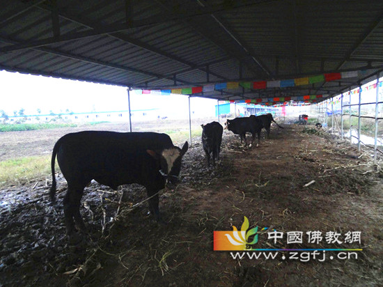 可怜的牛牛终于开始了它们的新生活