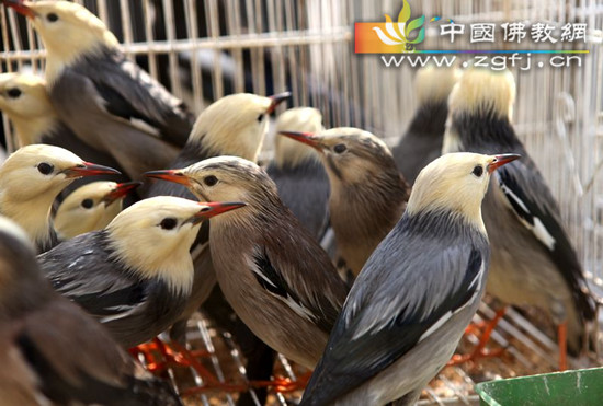 放生的小鸟