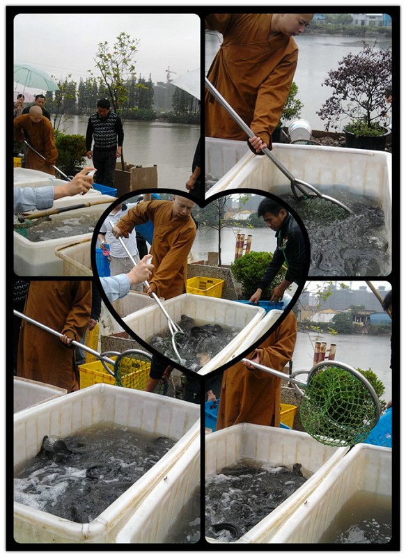 慈眼视众生,福具海无量