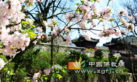 北京红螺寺 游人赏花忙.jpg