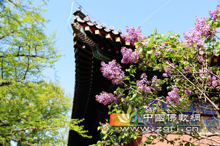 北京红螺寺 游人赏花忙.jpg