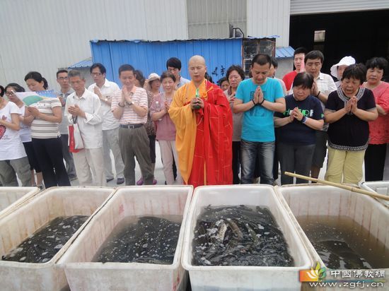 放生物种