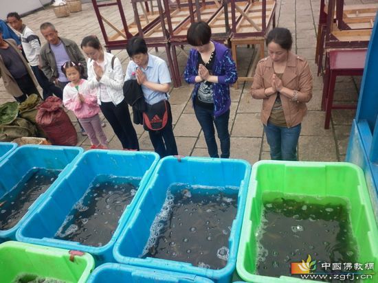 放生物种