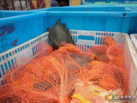 放生物种