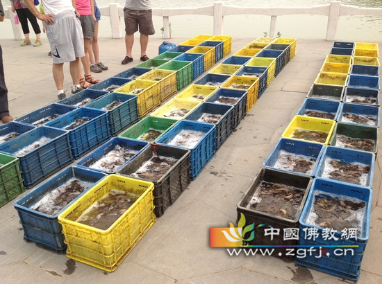 等待放生的水族生灵