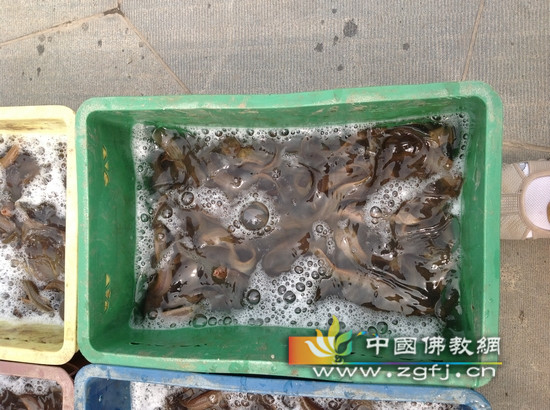 等待放生的水族生灵