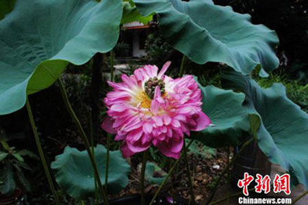罕见紫红色千叶宝莲在广东南华寺盛开.jpg