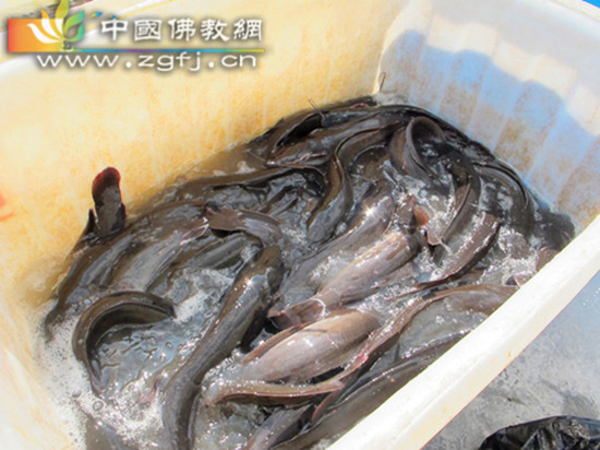 放生的鲶鱼、河蚌、鲫鱼、鲤鱼、泥鳅、和鲢鱼