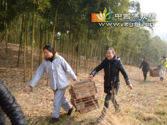居士们把生灵抬到树林放生