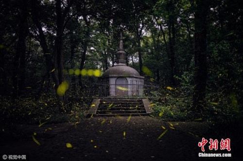 南京灵谷寺进入最佳观“虫”季 萤火虫漫天飞舞.jpg
